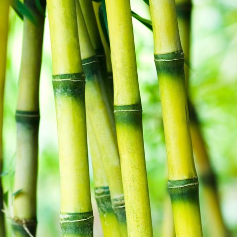 Bamboo