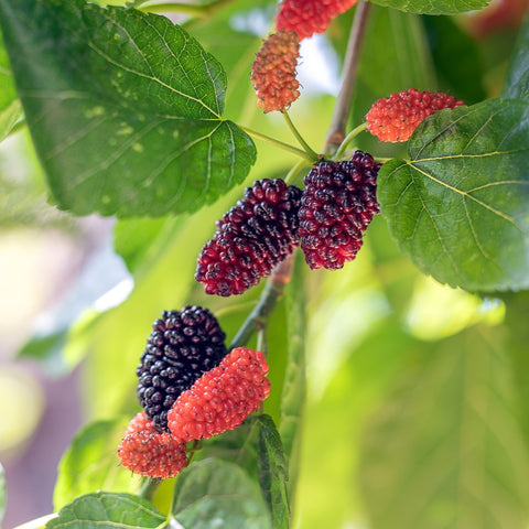 Mulberry