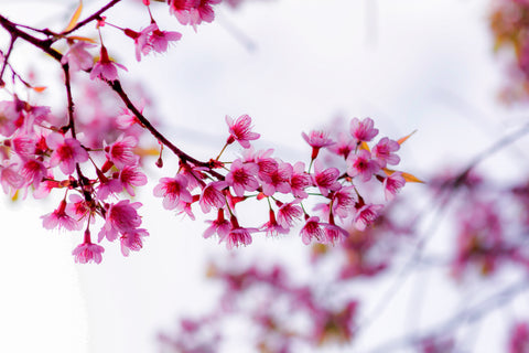 Sakura